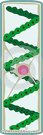 Spirogyra charophyte green algae Vector Illustration